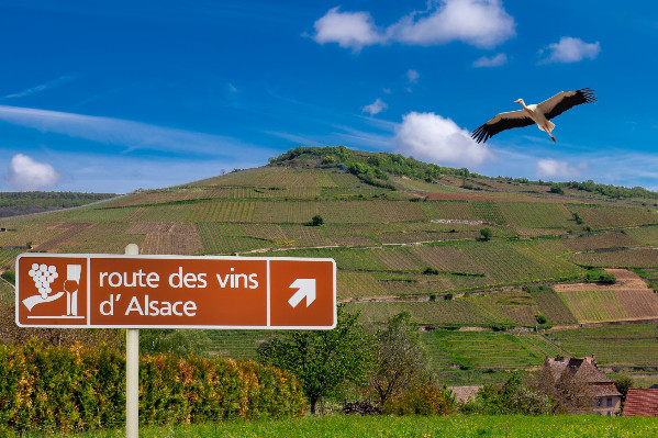 Début de 'marasme' pour les vins d'Alsace ?