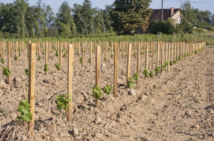 La plantation du vignoble français toujours plus contingentée (-41 % en 2025) et moins demandée (-30 % en 2024)