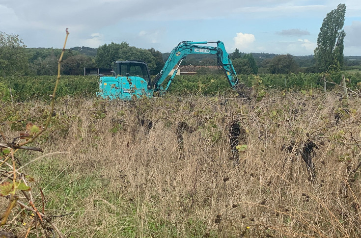 Les vignes en friche passibles de 1 500 € d’amende pour stopper l’