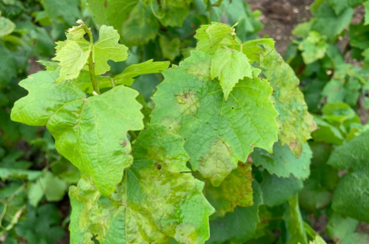 Grape seed extract could offer an alternative for combatting mildew in vineyards Grape seed extract could offer an alternative for combatting mildew in vineyards