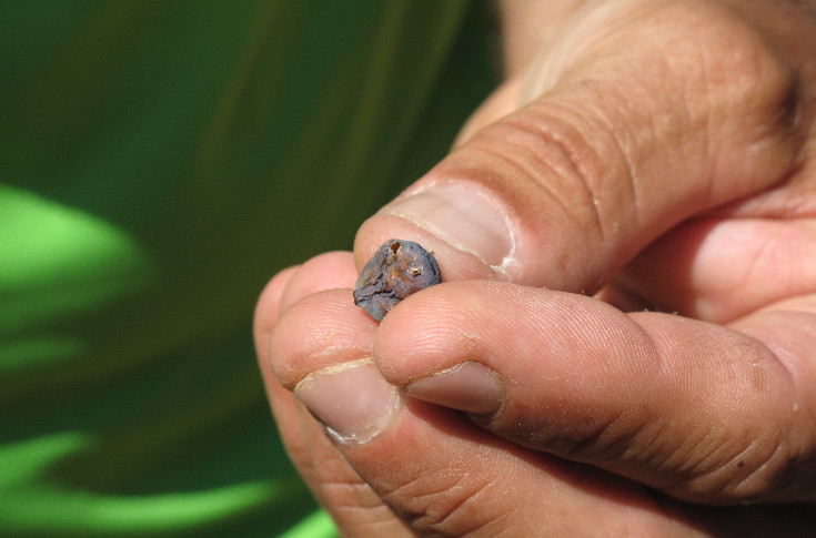 Moins de cochylis et plus d'eudémis dans les vignes