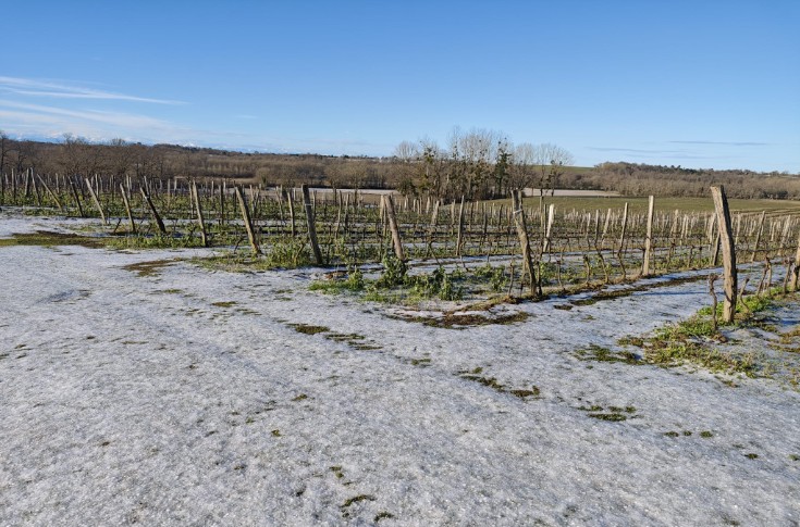 La grêle pilonne (déjà) plus de 300 ha de vignes en débourrement