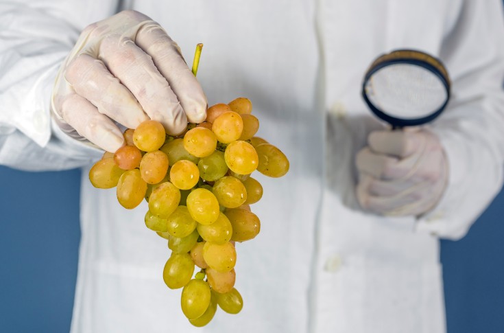 L’amélioration génétique de la vigne se concrétise en Europe