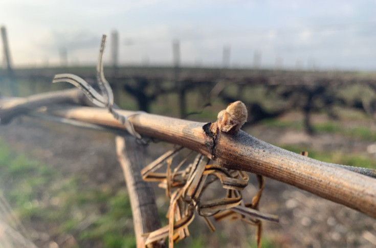 -8 % d’installation de vignerons en France