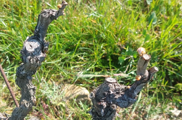 L’herbe pousse plus vite que la vigne ne débourre