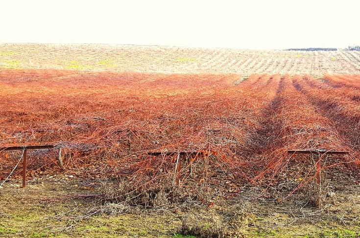 La demande d'arrachage des pépinières viticoles avance
