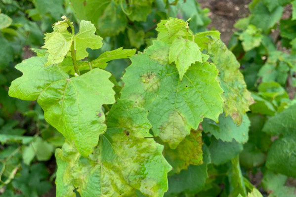 L’extrait de pépins de raisin, une alternative au cuivre pour lutter contre le mildiou dans les vignes