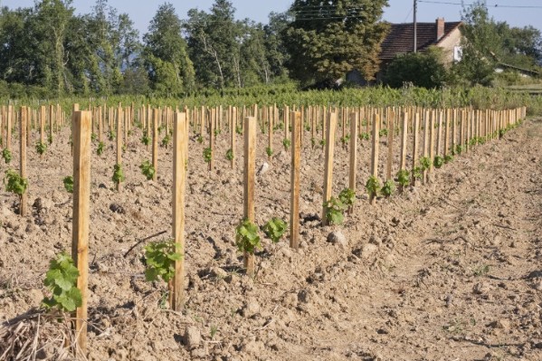 La plantation du vignoble français toujours plus contingentée (-41 % en 2025) et moins demandée (-30 % en 2024)