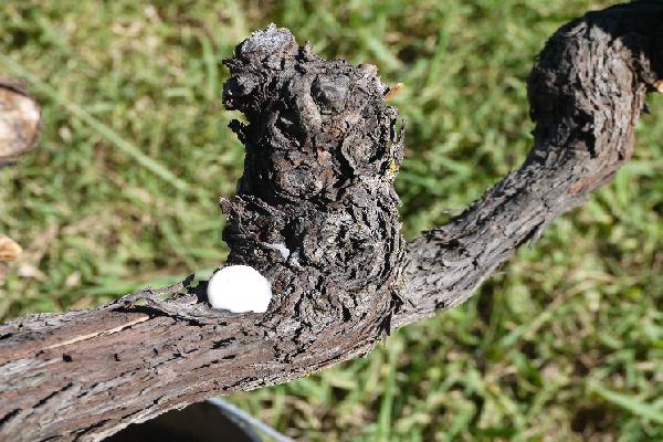 Lutte contre les vers de la grappe : le marché de la confusion régresse