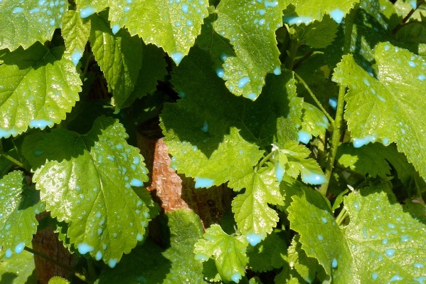 3 pistes pour réarmer les viticulteurs face au mildiou et au black-rot