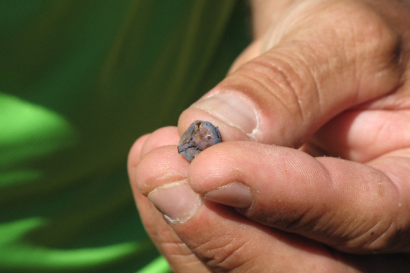 Moins de cochylis et plus d'eudémis dans les vignes