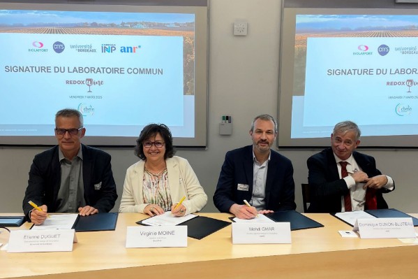 La capacité de vieillissement des vins prédite dès le pied de vigne ?