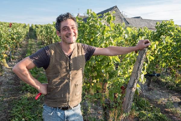 'Les conditions d'apparition du mildiou peuvent être réunies dès fin mars' Les astuces des vignerons pour partir à point