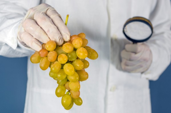 L’amélioration génétique de la vigne se concrétise en Europe