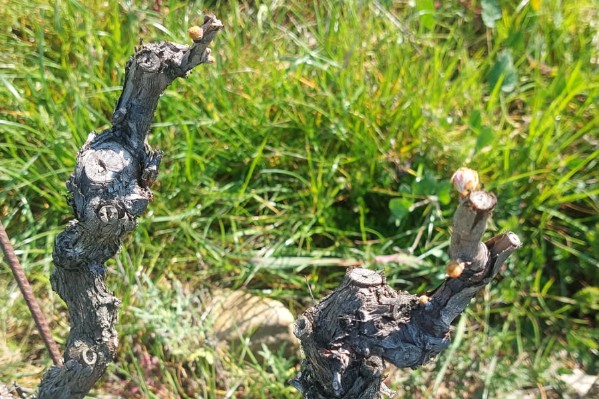 L’herbe pousse plus vite que la vigne ne débourre