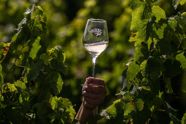 Les vins de Gaillac se centrent sur les cépages autochtones