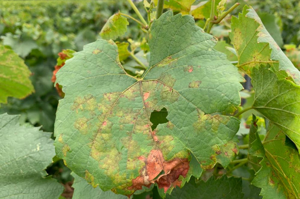 Le mildiou 'un fléau destructeur de récolte' en Champagne