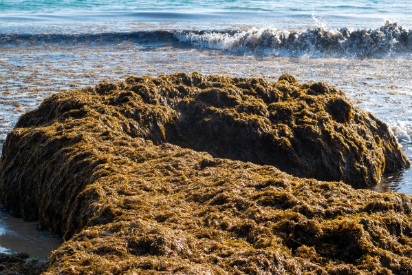 Une algue envahissante contre le mildiou de la vigne