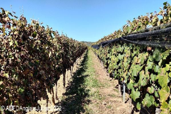 Les filets antigrêle réduisent aussi les attaques du mildiou dans les vignes
