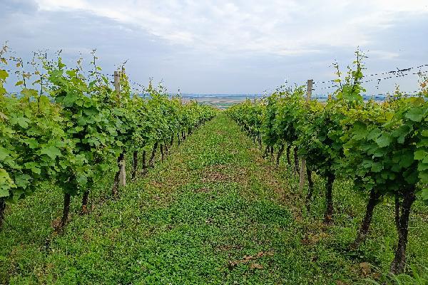 La renaissance d'une région de vieille tradition viticole en Croatie