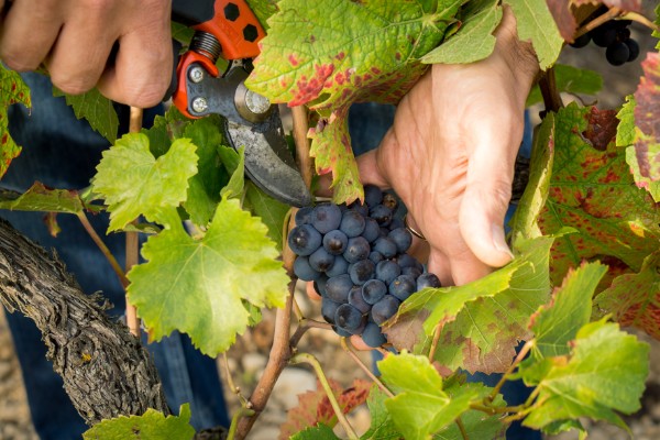 La recette d'un bon vin blanc de noirs