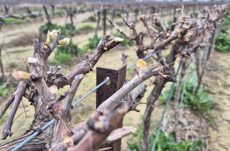 Les vignes se réveillent en avance de 2 à 3 semaines dans le Midi, alimentant précocement les craintes de gel