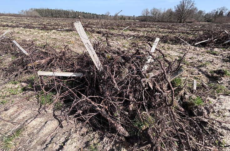 +5 jours pour l’arrachage des vignes excédentaires : il reste du temps et de la place