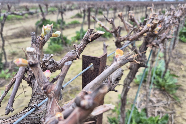 Les vignes se réveillent en avance de 2 à 3 semaines dans le Midi, alimentant précocement les craintes de gel