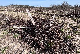 +5 jours pour l’arrachage des vignes excédentaires : il reste du temps et de la place