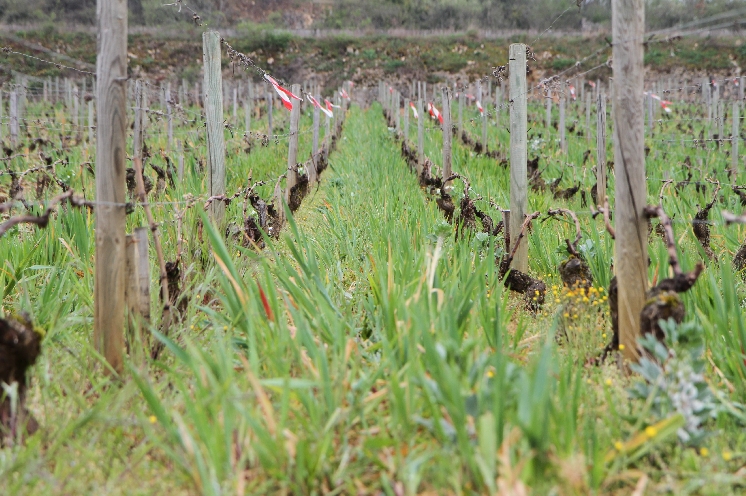  Un rallye sur les couverts végétaux dans les vignes de Bourgogne