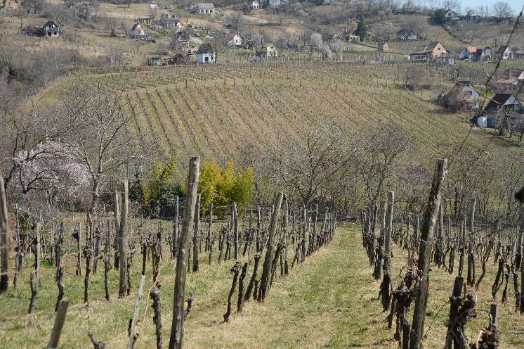  Les rouges de Szekszárd en Hongrie, des vins à découvrir