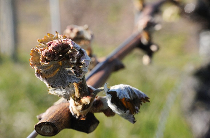 Risque confirmé de gros dégâts de gel sur vigne ce weekend
