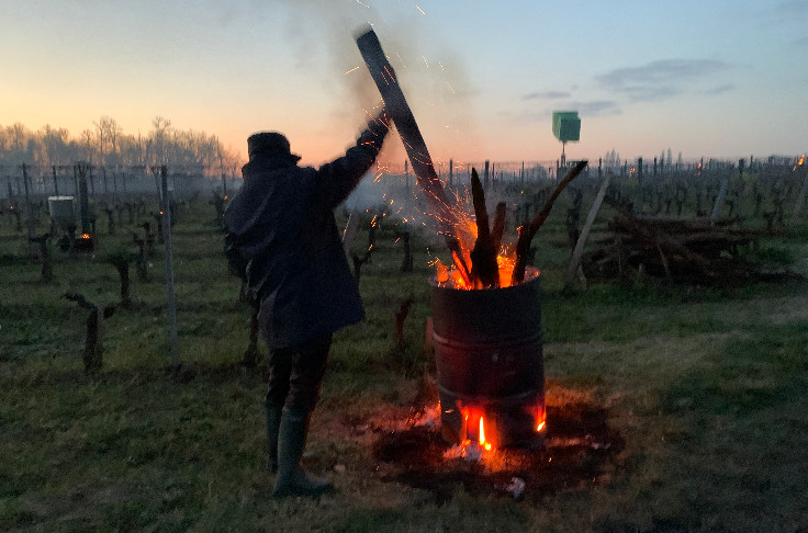 Nuits blanches et gelées noires pour les vignes de Bordeaux