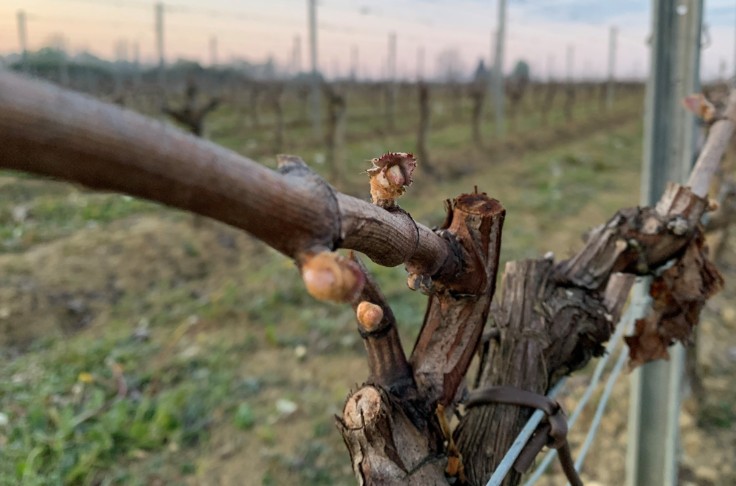 Disparité des dégâts de gel dans les vignobles de France