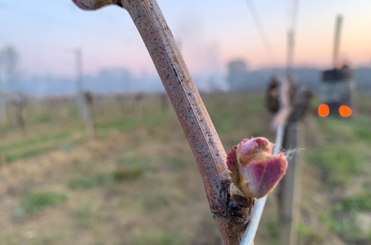 Après le gel, l'heure du constat de dégâts au vignoble