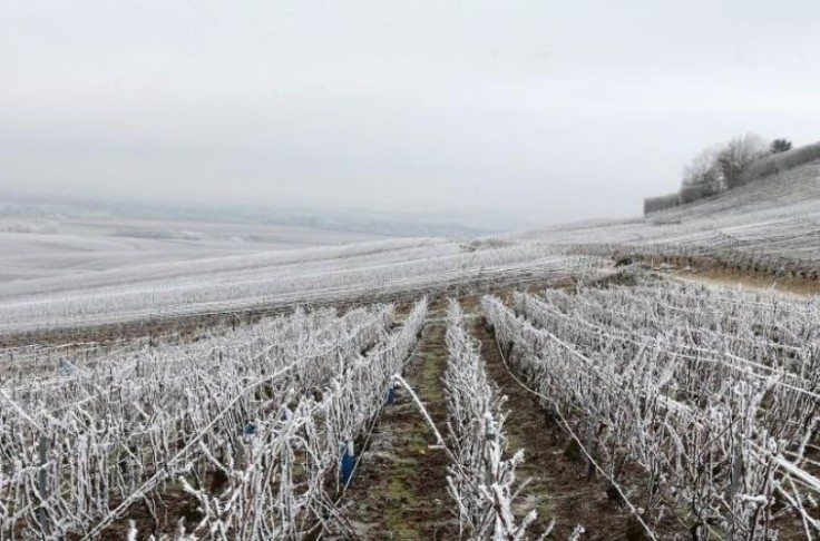 Les tops et les flops de la lutte antigel au vignoble