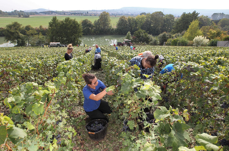Prolongation du Tesa simplifié pour les saisonniers viticoles