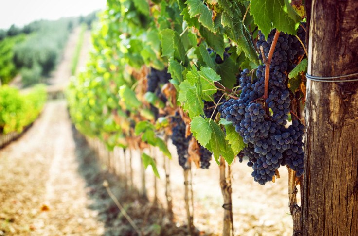 Pour protéger le vignoble, le biocontrôle suffit-il ?