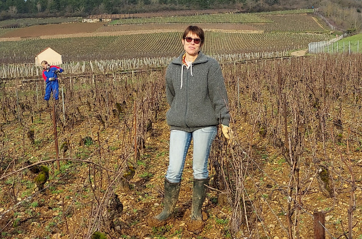 Cépages résistants pour les vins IGP de Bourgogne