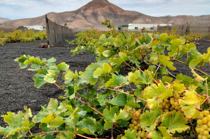 1ère vendange d'avril aux Canaries face au changement climatique