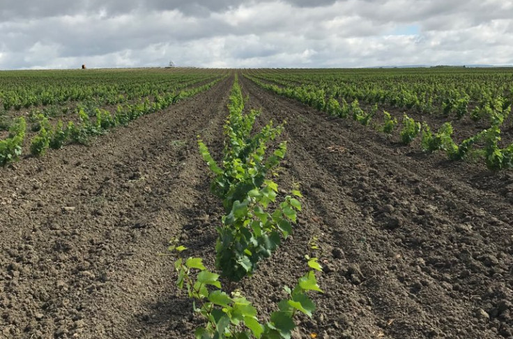 Arterris mise sur la diversification grâce aux vins de France 