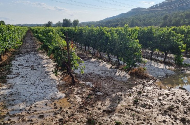 Quand et comment consulter la météo pour éviter les mauvaises surprises au vignoble 
