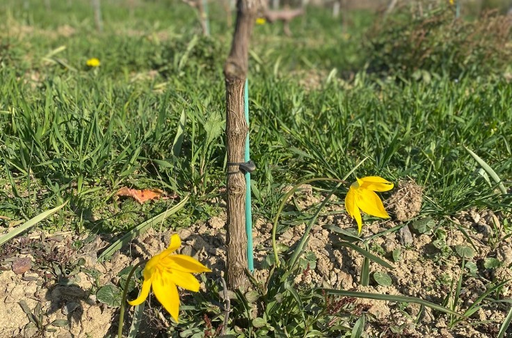 Vignes et tulipes sauvages font bon ménage