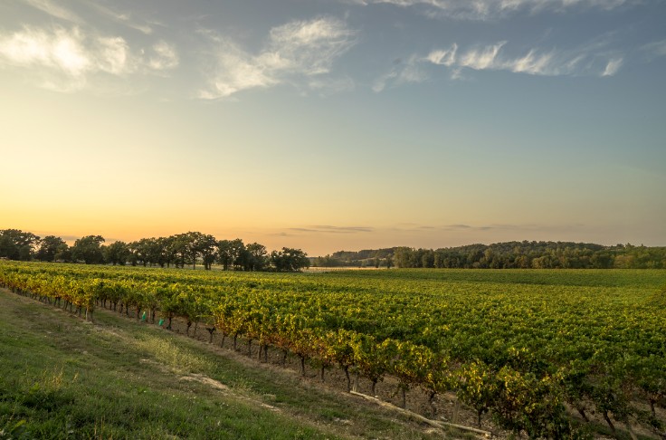 Tariquet mise sur le smart farming pour contenir le mildiou avec moins de phytos