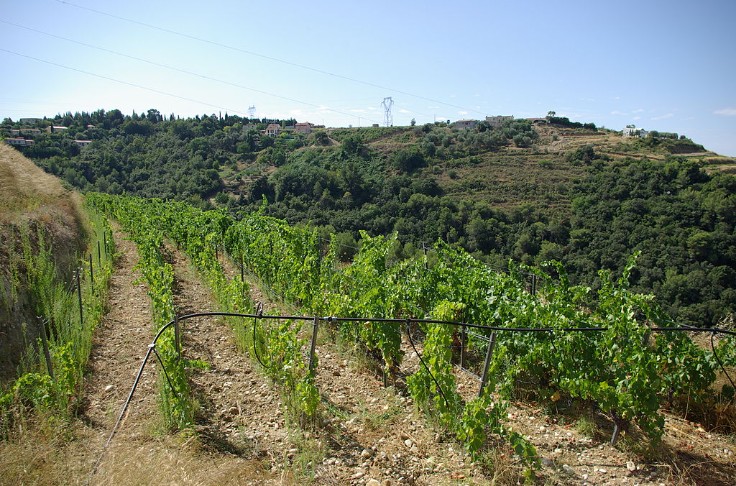 Les pluies du weekend vont provisoirement sortir le vignoble de Provence de la sécheresse