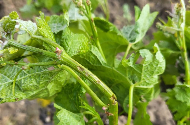 De la grêle dans les vignobles de l’Aude, du Gard et des Pyrénées Orientales  