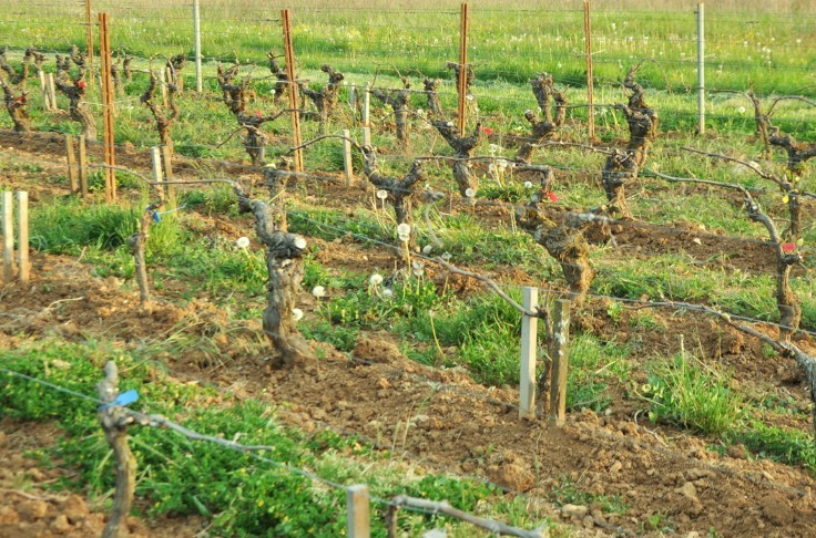 Tailler en deux temps en jouant sur les entre-cœurs pour sauver la vigne du gel
