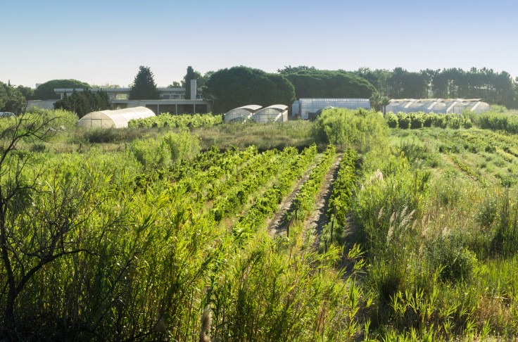 Greffons de vignes et porte-greffes bientôt produits sous serre