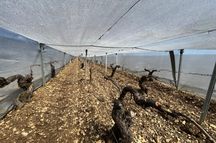 Bilan « mitigé » après 5 ans de bâches antigel pour ce domaine de Chablis