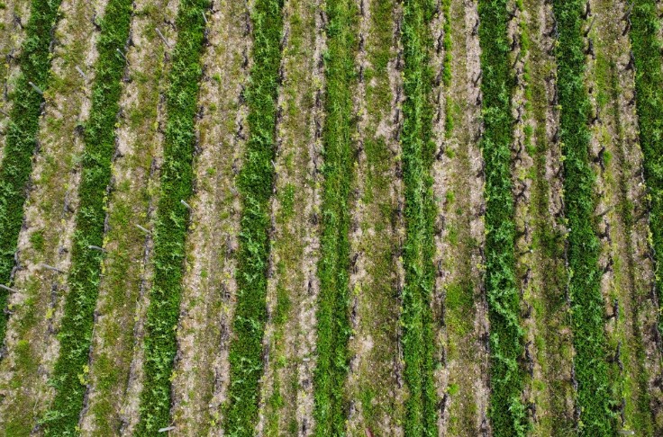 A chaque terroir viticole ses couverts végétaux 